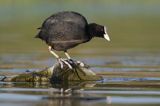 łyska, Fulica atra