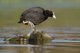 łyska, Fulica atra