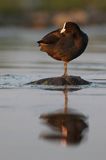 łyska, Fulica atra