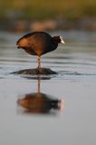 łyska, Fulica atra