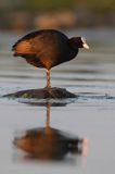 łyska, Fulica atra