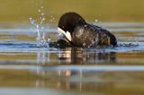 łyska, Fulica atra