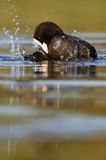 łyska, Fulica atra