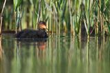 łyska, Fulica atra, pisklę