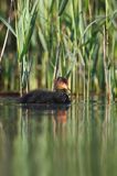 łyska, Fulica atra, pisklę