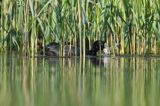 łyska, Fulica atra