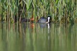 łyska, Fulica atra, dorosły ptak i pisklę