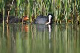 łyska, Fulica atra, dorosły ptak i pisklę