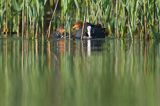 łyska, Fulica atra, dorosły ptak i pisklę