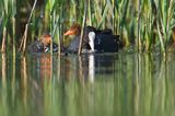 łyska, Fulica atra, dorosły ptak i pisklę