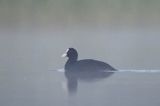 łyska, Fulica atra