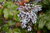 mahonia ostrolistna, Mahonia aquifolium, liście i owoce