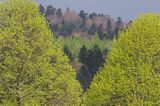 Wiosna, Jaworniki, Bieszczady