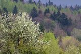 Wiosna, Jaworniki, Bieszczady