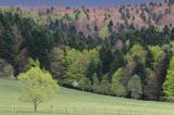 Wiosna, Jaworniki, Bieszczady