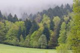 Wiosna, Jaworniki, Bieszczady