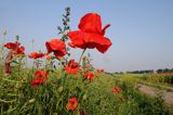 maki, papaver, na lubelszczyźnie