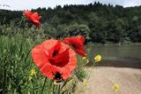 nad rzeką San koło wsi Niewistka, Pogórze Dynowskie, Pogórze Przemyskie, mak polny, Papaver rhoeas