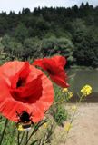 nad rzeką San koło wsi Niewistka, Pogórze Dynowskie, Pogórze Przemyskie, mak polny, Papaver rhoeas