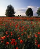 maki, pole, Papaver rhoea, Polska