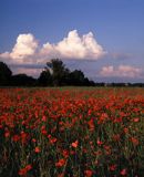 maki, pole, Papaver rhoea, Polska