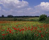 Maki, Wyżyna Zachodniowołyńska, Polska