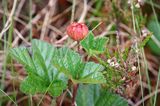 Malina moroszka, Rubus chamaemorus