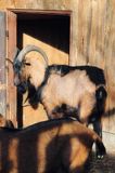kozioł, cap rasa alpejska francuska goat, male, buck
