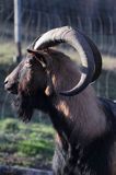 kozioł, cap rasa alpejska francuska goat, male, buck