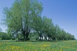 Wiosenny krajobraz mazowsza