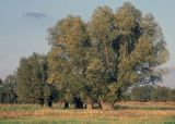 Mazowieckie wierzby, Chojnowski Park Krajobrazowy