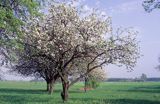 Jabłoń na Mazowszu, piękna kwitnąca jabłoń w nmazowieckim otoczeniu, Polska, Europa