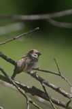 mazurek Passer montanus) wróbel mazurek