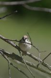 mazurek Passer montanus) wróbel mazurek