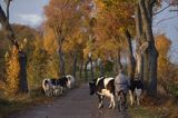 przepędzanie krów, Mazury