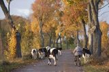 przepędzanie krów, Mazury