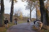 przepędzanie krów, Mazury