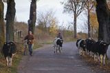 przepędzanie krów, Mazury