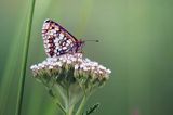 Przeplatka atalia, Melitaea athalia na krwawniku pospolitym, Achillea millefolium