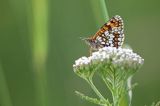 Przeplatka atalia, Melitaea athalia na krwawniku pospolitym, Achillea millefolium