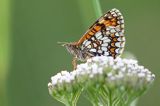 Przeplatka atalia, Melitaea athalia na krwawniku pospolitym, Achillea millefolium