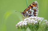 Przeplatka atalia, Melitaea athalia na krwawniku pospolitym, Achillea millefolium