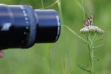 Przeplatka atalia, Melitaea athalia na krwawniku pospolitym, Achillea millefolium