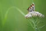 Przeplatka atalia, Melitaea athalia na krwawniku pospolitym, Achillea millefolium