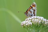 Przeplatka atalia, Melitaea athalia na krwawniku pospolitym, Achillea millefolium