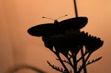 Przeplatka atalia, Melitaea athalia na krwawniku pospolitym, Achillea millefolium