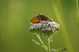 Przeplatka atalia, Melitaea athalia na krwawniku pospolitym, Achillea millefolium