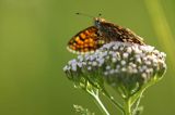 Przeplatka atalia, Melitaea athalia na krwawniku pospolitym, Achillea millefolium