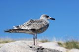 młodocina mewa siodłata Larus marinus