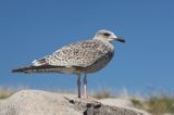 młodocina mewa siodłata Larus marinus